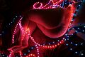 nus-lumieres-23.JPG