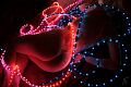 nus-lumieres-24.JPG