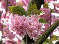 fleurs-001.jpg