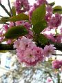 fleurs-002.jpg
