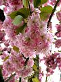 fleurs-003.jpg