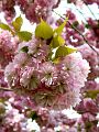 fleurs-004.jpg