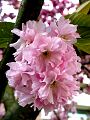 fleurs-005.jpg