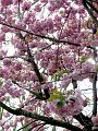 fleurs-006.jpg