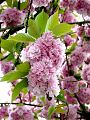 fleurs-007.jpg