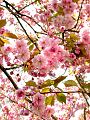 fleurs-009.jpg