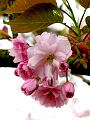 fleurs-010.jpg