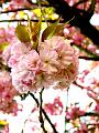 fleurs-011.jpg