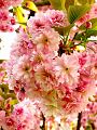 fleurs-012.jpg