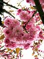 fleurs-013.jpg