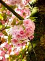 fleurs-014.jpg