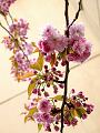 fleurs-015.jpg