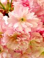 fleurs-016.jpg