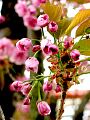 fleurs-017.jpg