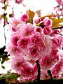 fleurs-018.jpg