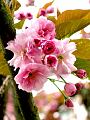 fleurs-019.jpg
