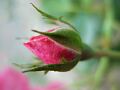 fleurs-021.jpg