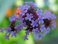 fleurs-024.jpg