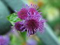 fleurs-026.jpg