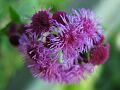 fleurs-027.jpg