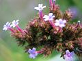 fleurs-028.jpg