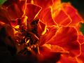 fleurs-029.jpg