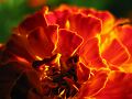 fleurs-030.jpg