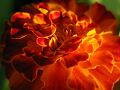 fleurs-031.jpg