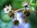 fleurs-032.jpg