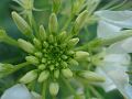 fleurs-033.jpg