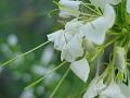 fleurs-034.jpg