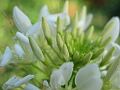 fleurs-035.jpg