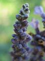 fleurs-036.jpg