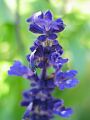 fleurs-038.jpg