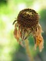 fleurs-039.jpg