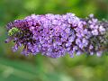 fleurs-041.jpg