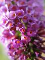 fleurs-043.jpg