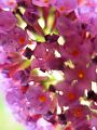fleurs-044.jpg