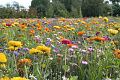 fleurs-045.jpg