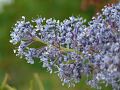 fleurs-047.jpg