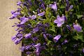 fleurs-048.jpg