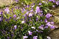 fleurs-049.jpg