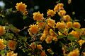fleurs-051.jpg