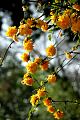fleurs-052.jpg