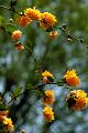 fleurs-053.jpg