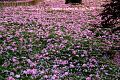 fleurs-054.jpg