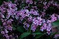 fleurs-058.jpg