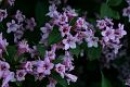 fleurs-059.jpg
