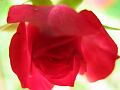 fleurs-063.jpg
