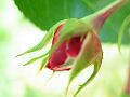 fleurs-064.jpg